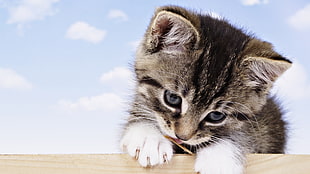 silver tabby kitten on beige surface